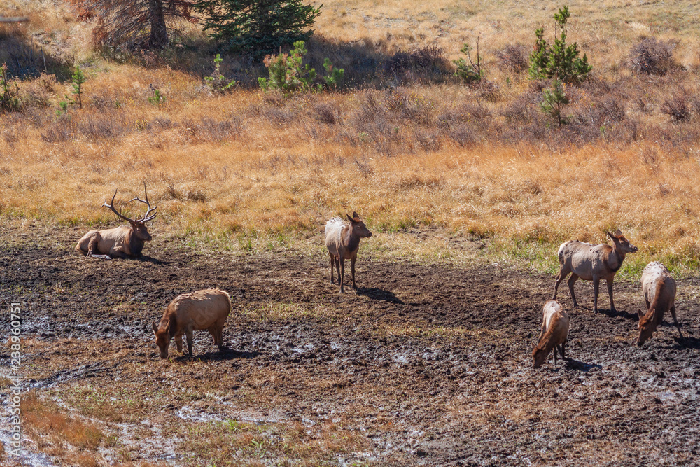 Bull and Cow Elk During the Fall Rut