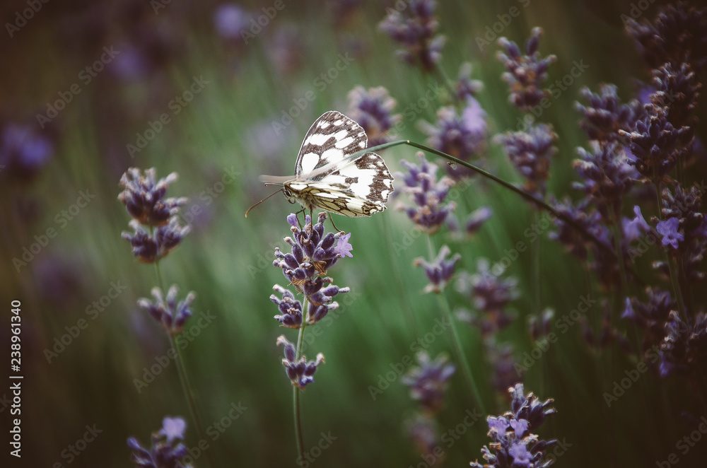 White and black butterfly on a lavender flower White and black butterfly on a lavender flower