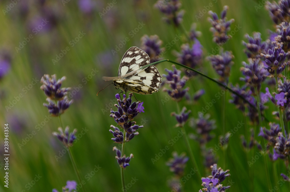 White and black butterfly on a lavender flower White and black butterfly on a lavender flower