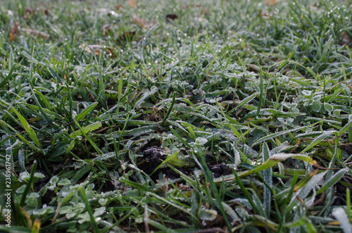 grass in the frost frosty autumn morning