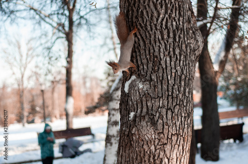  squirrel on a tree