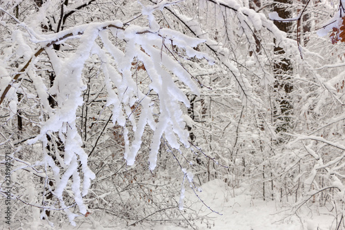 Strange branches covered with snow background winter concept