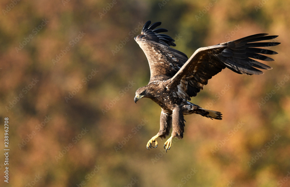 Obraz premium White tailed eagle (Haliaeetus albicilla)