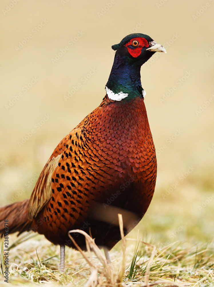Fototapeta premium Ringneck Pheasant (Phasianus colchicus)
