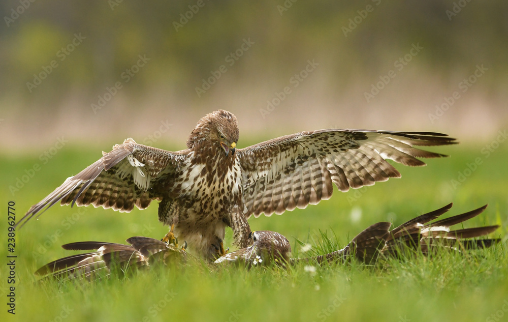 Fototapeta premium Common buzzards (Buteo buteo)