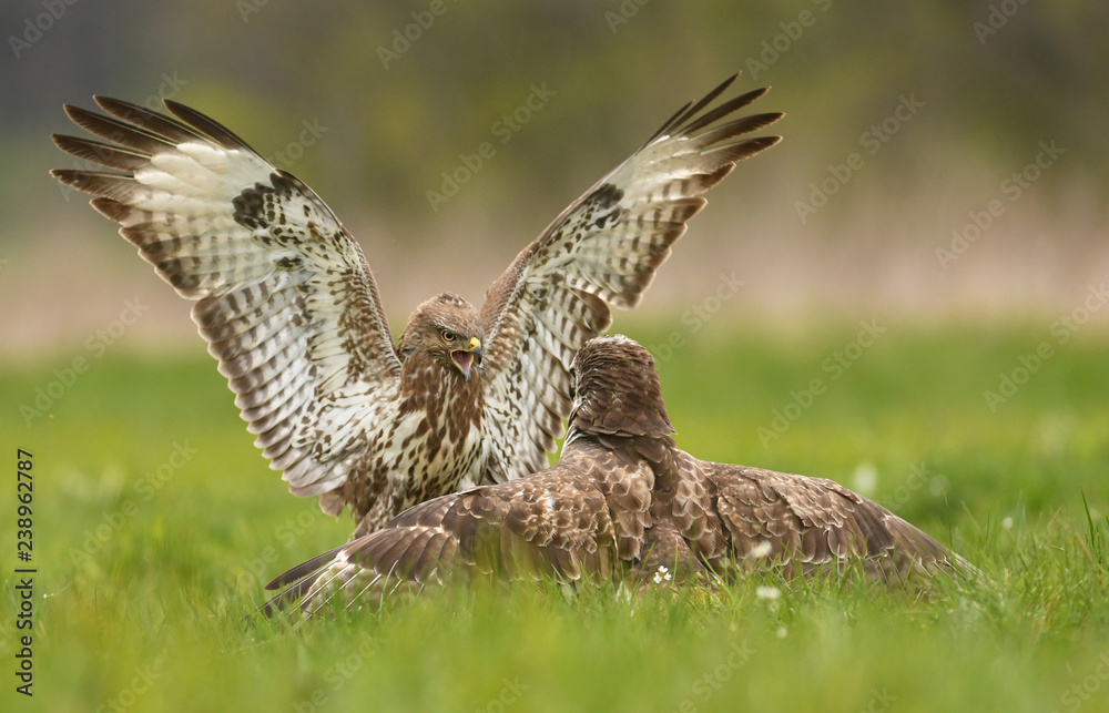 Fototapeta premium Common buzzards (Buteo buteo)