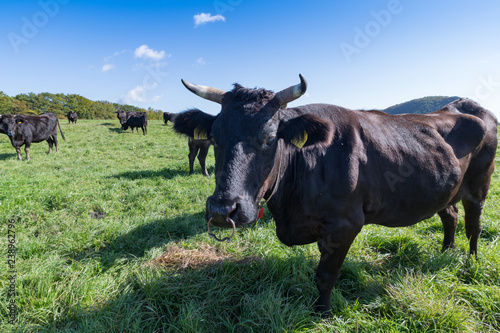 Fototapeta Naklejka Na Ścianę i Meble -  宮城栗原にある高原の牧場と放牧牛