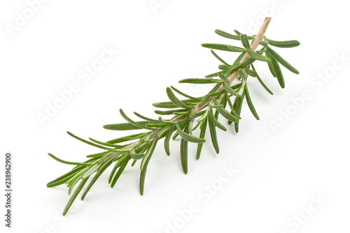 Fresh branch of rosemary herb isolated on white background. Close-up
