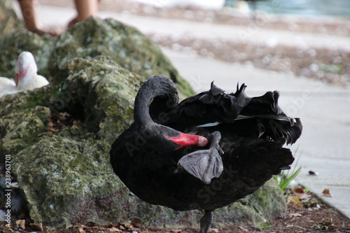 Australian black swan by lake side with white muscovy duck in back ground.