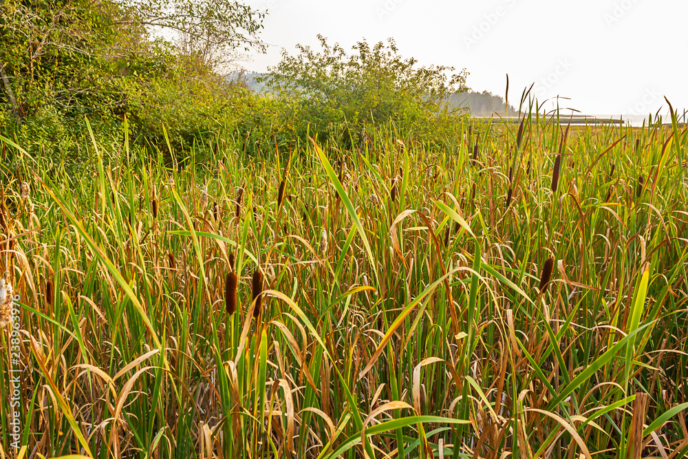 Obraz premium close up of tall grasses growing in field in august