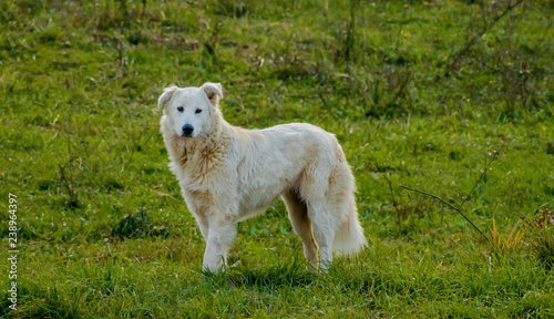 the dog of the shepherds in the Italian Maremma