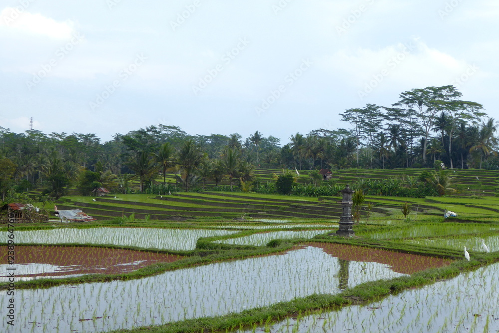 Rice fields on Bali, Indonesia