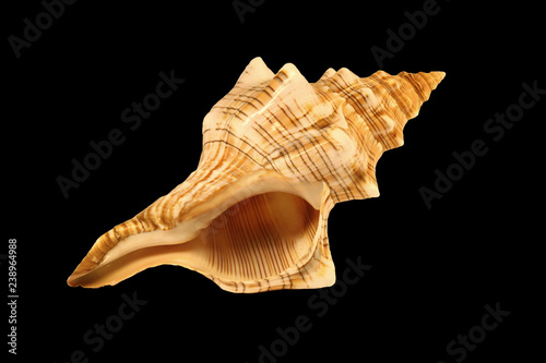 Sea shell isolated on black