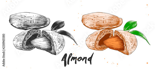 Vector engraved style illustration for posters, decoration, packaging and print. Hand drawn sketch of almond nuts in monochrome and colorful. Detailed etching food drawing.