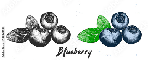 Vector engraved style illustration for posters, decoration, packaging and logo. Hand drawn sketch of blueberry in monochrome and colorful. Detailed etching food drawing.