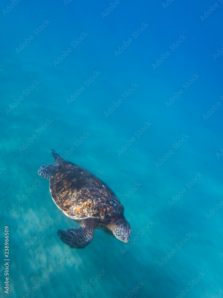 Green Sea Turtle Glides over Ocean Floor with Blue Water Background Green Sea Turtle Glides over Ocean Floor with Blue Water Background