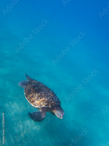 Green Sea Turtle Glides over Ocean Floor with Blue Water Background