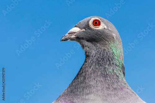 Closeup of the head of a racing pigeon.