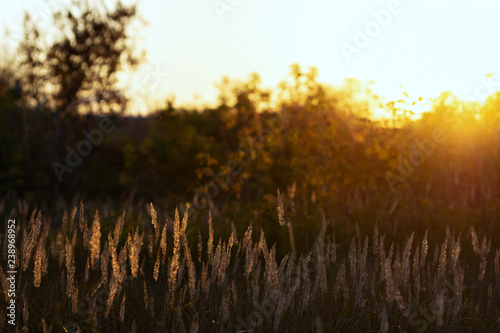 blades of grass in the sun