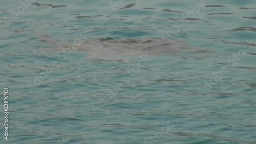 Wallpaper Mural Sea wild animal turtle swims on surface of water in tropics of Bali . Torontodigital.ca