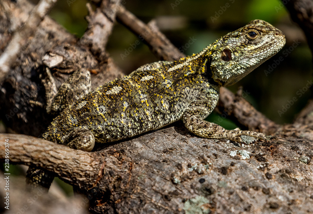 lizard lizard