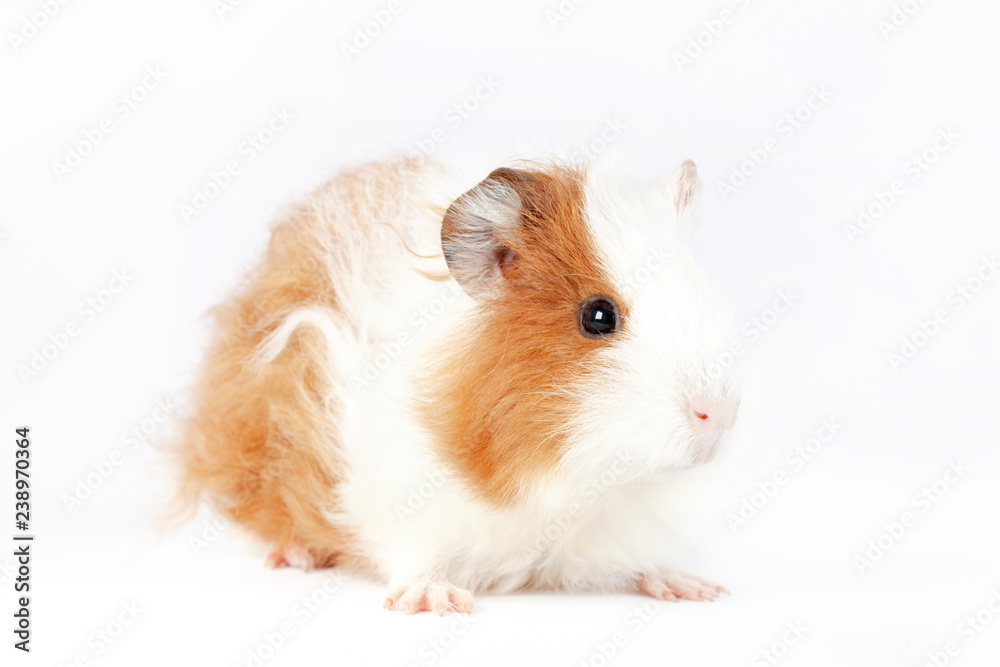 Adorable guinea pig isolated on white background Adorable guinea pig isolated on white background