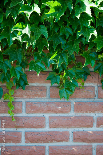 Green leaves of a climbing plant of ivy, against a red brick wall, on a sunny day, spring cottage rest beauty