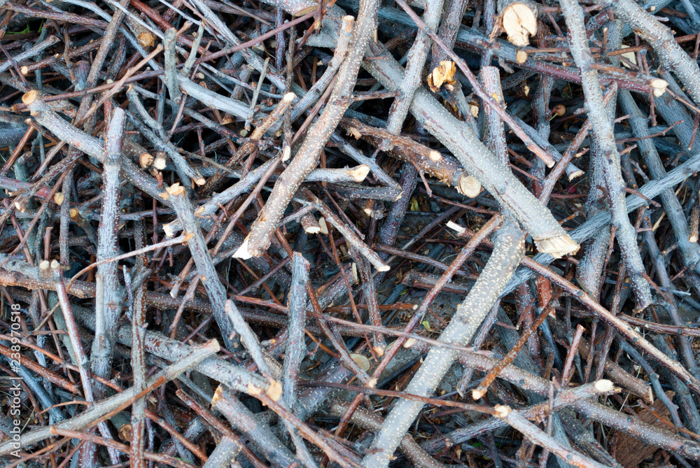 Background texture cut branches of a tree in a pile of brushwood, cottage spring rest bonfire sunny day Background texture cut branches of a tree in a pile of brushwood, cottage spring rest bonfire sunny day