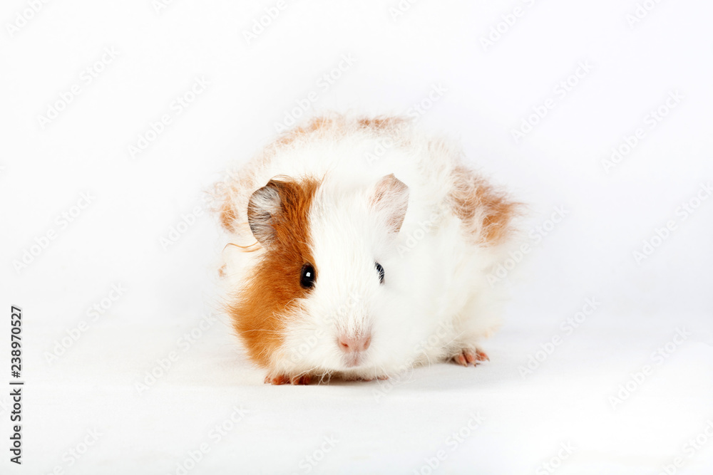 Adorable guinea pig isolated on white background Adorable guinea pig isolated on white background