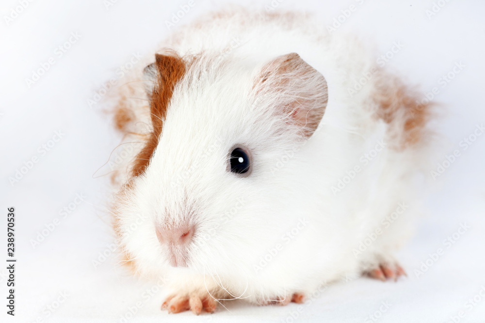 Adorable guinea pig isolated on white background Adorable guinea pig isolated on white background