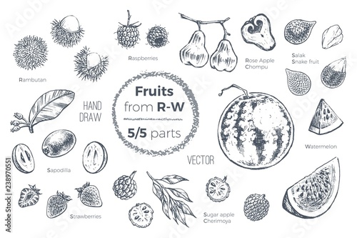 Fruits hand drawn sketch icons set. Organic food