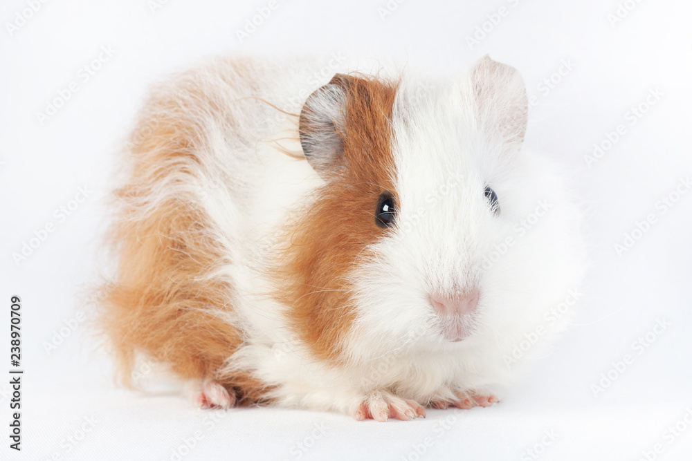 Adorable guinea pig isolated on white background Adorable guinea pig isolated on white background