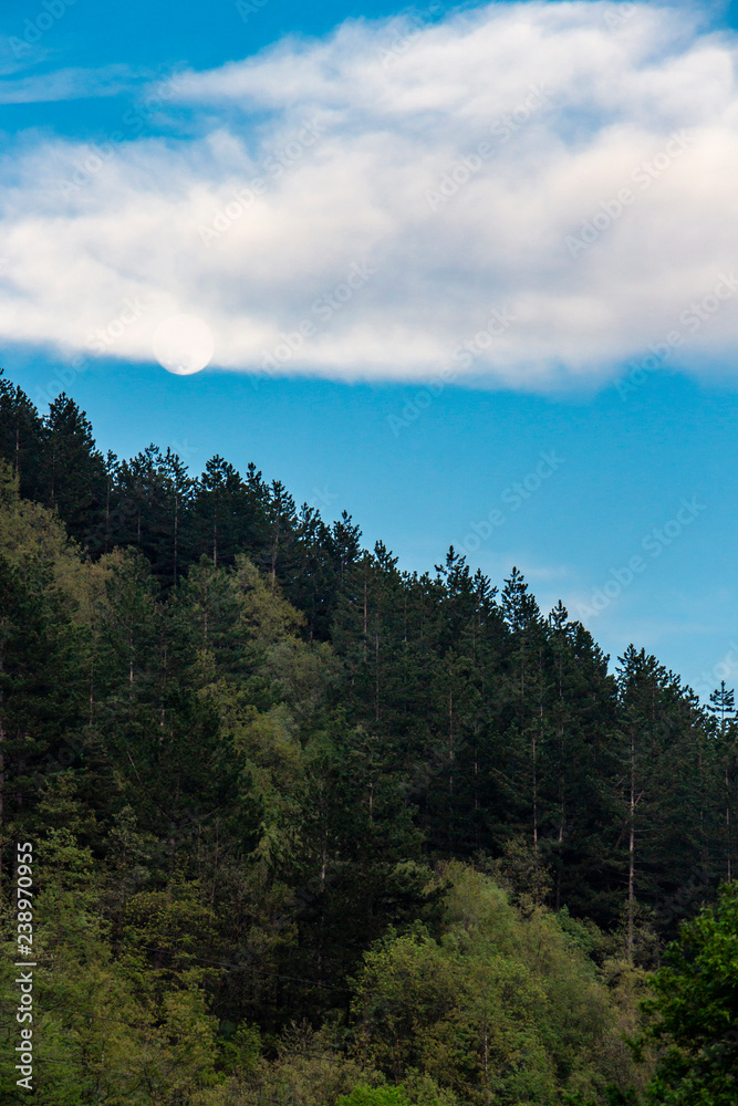 Rising full moon behind a cloud above Bulgarian coniferous woodland