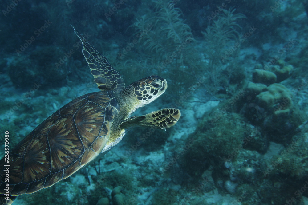 sea turtle and diver