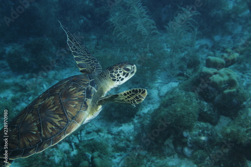 sea turtle and diver © Noah