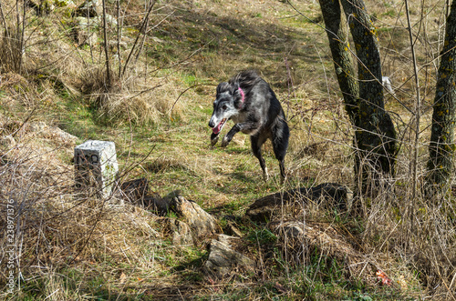 a dog running and jumping in the forest