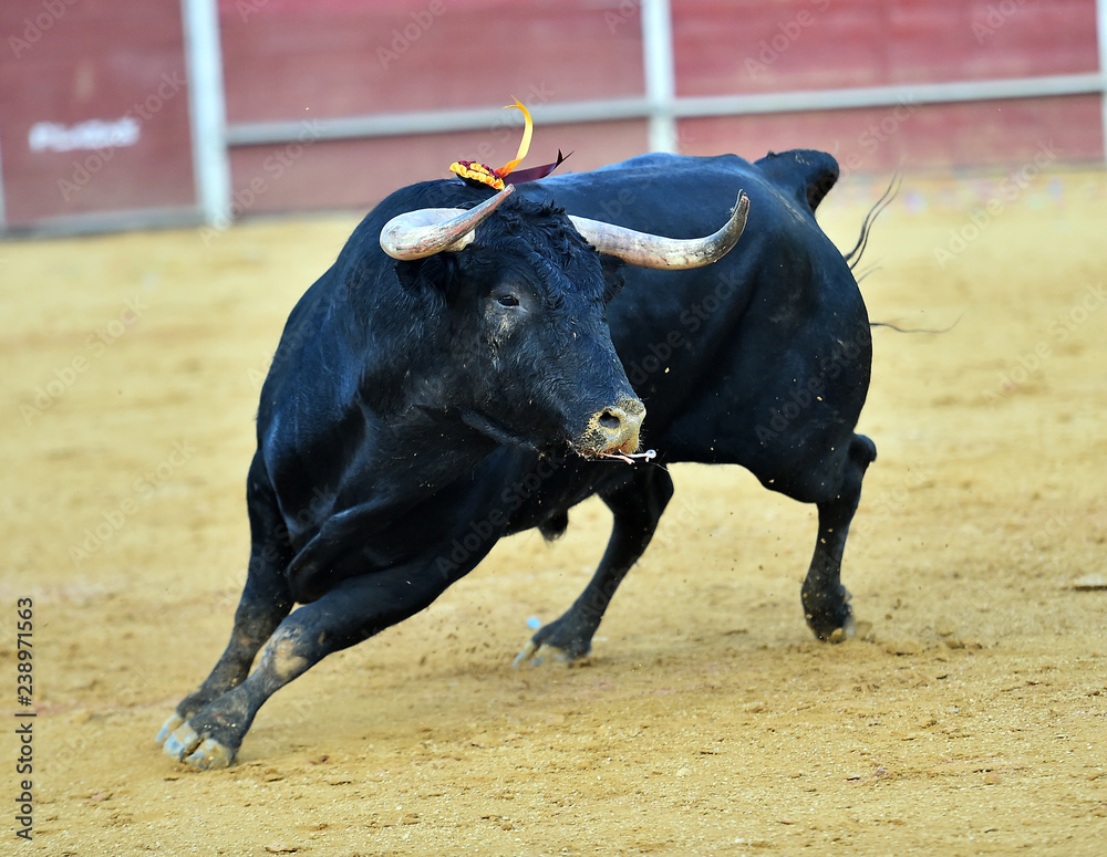 strong bull in spain strong bull in spain
