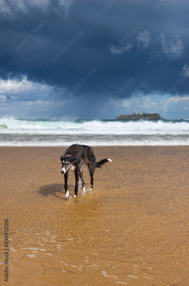 a greyhound walking on the beach of somo, cantabria in a stomy day