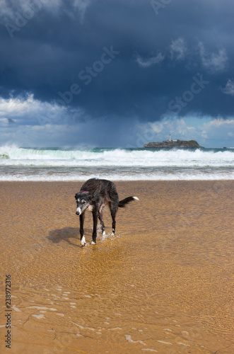 a greyhound walking on the beach of somo, cantabria in a stomy day