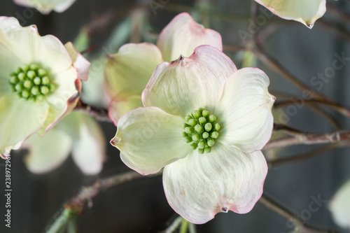 dogwood flower closeup