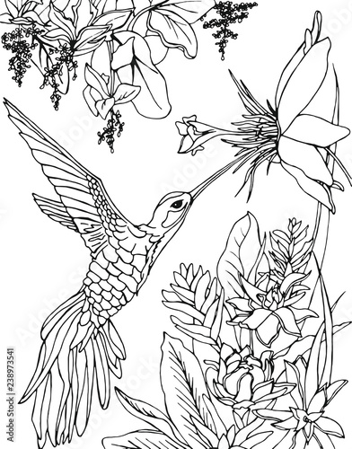 Hummingbird flying under the flowers and drinking nectar. Zentangle, doodle and line art. Coloring book page for adult.