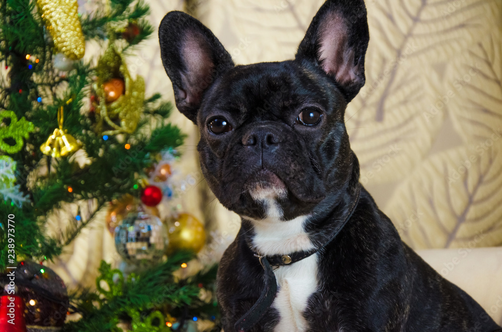 portrait of face dog at new year holidays. pet is black, young French bulldog. room dog lay near christmas tree. background is traditional holiday home. merry festive eve