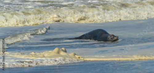 sea lion basking in the shallow waves on the beach