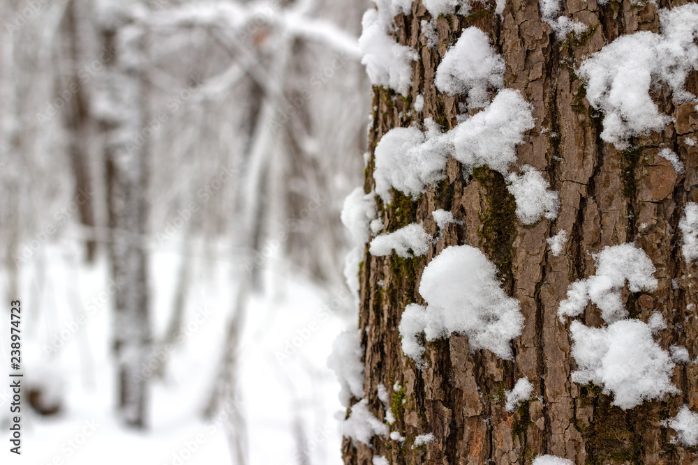 Snow-covered tree in the forest Snow-covered tree in the forest
