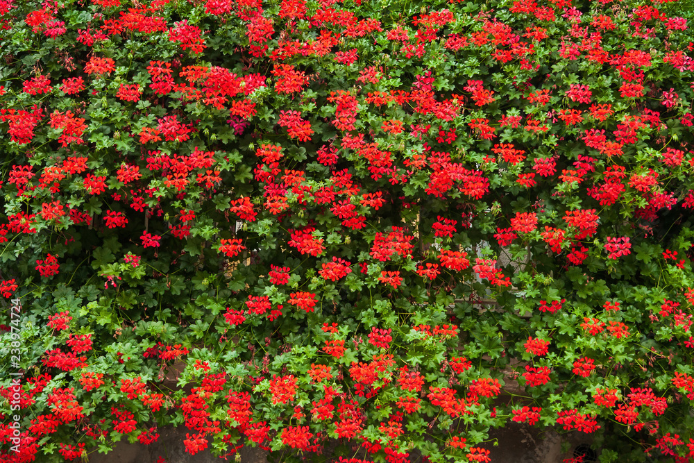 Cascading, red, ivy geraniums (Pelargonium peltatum, Geraniaceae) in a garden.
