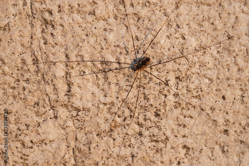 Close-up of a long-legged spider on a wall.