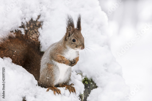 red squirrel sitting on tree trunk covered with white snow. closeup view