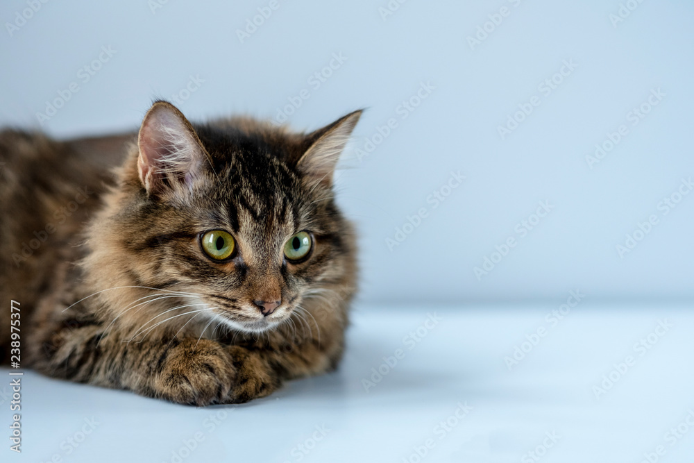 Siberian cat with green eyes for advertising and posters.