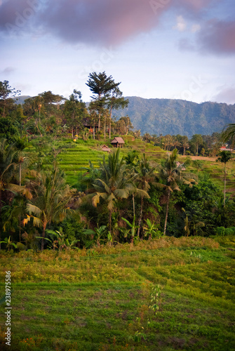 Farming the rice terraces in the Village of Sidemen, Bali. Eastern Bali boasts some of the most beautiful and dramatic rice fields in all of Indonesia. Perfectly manicured terraces of verdant green.