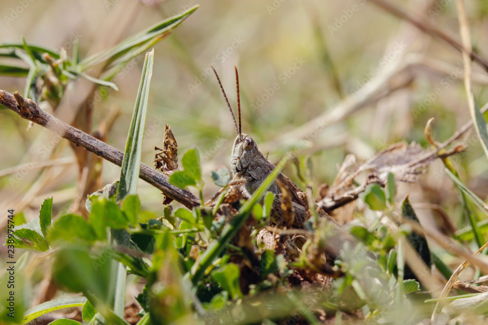 Spanish grasshopper sitting in the grass. Grasshopper sound on a sunny day. 